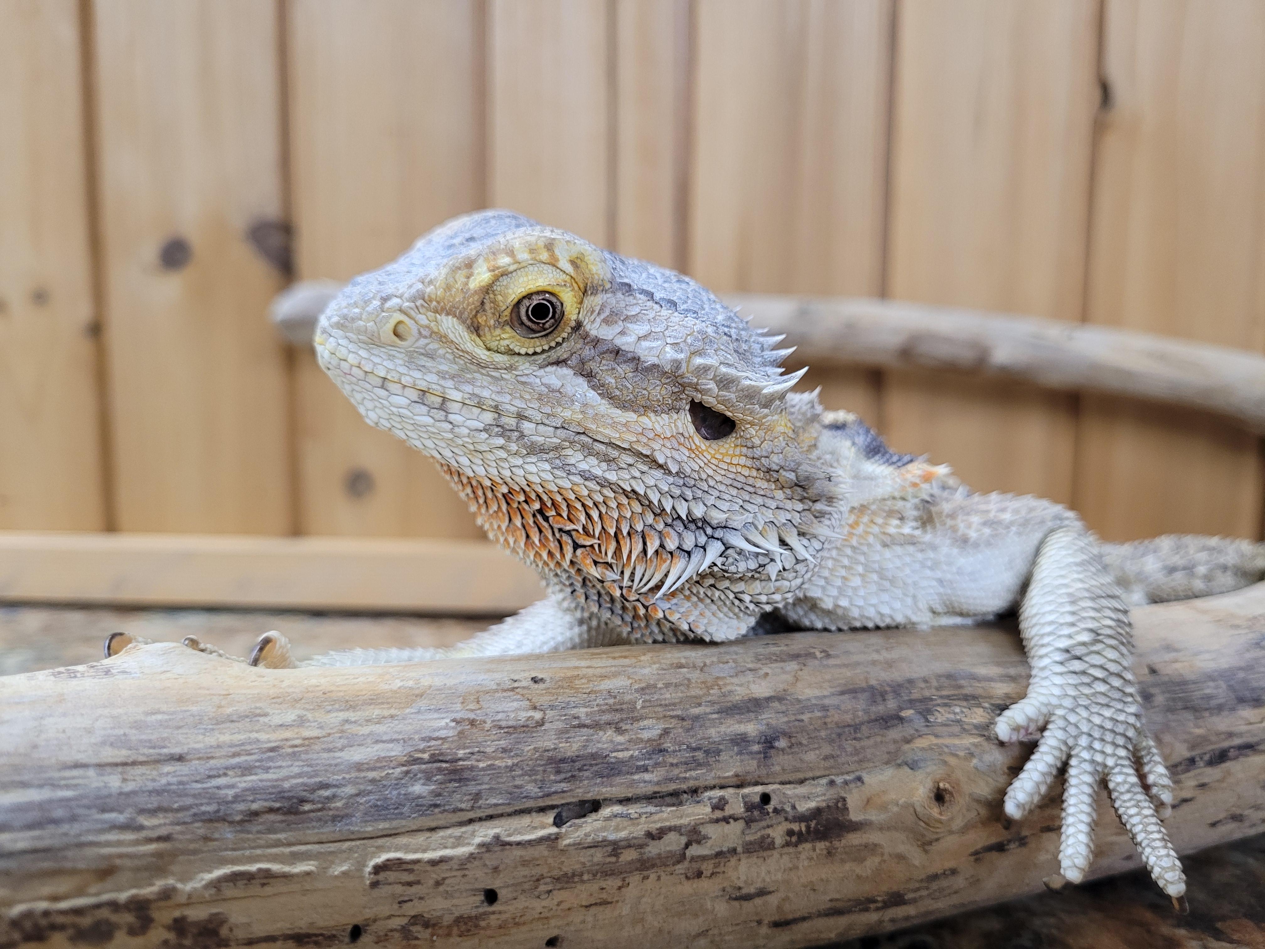 Sally, a Adoptable Bearded Dragon in Sheboygan Falls, WI image 4/5