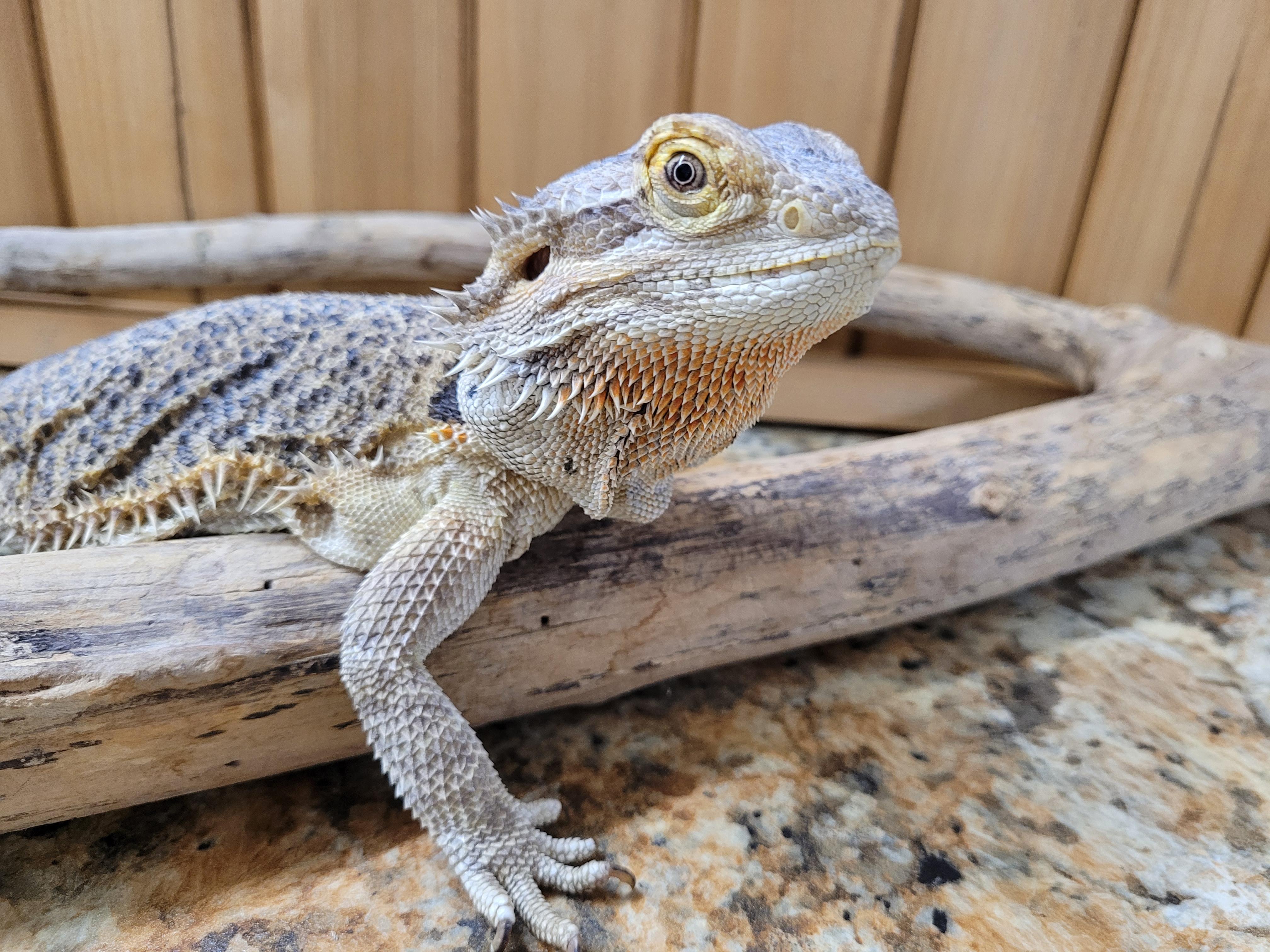Sally, a Adoptable Bearded Dragon in Sheboygan Falls, WI image 5/5