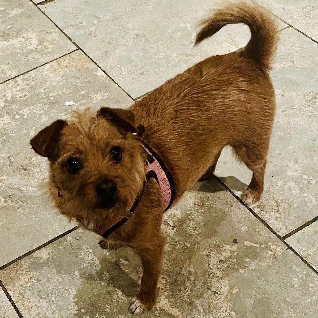 Enlarge Star, a Adoptable Terrier in West Islip, NY image 2/2