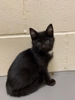 Enlarge Vader, a Adoptable Domestic Short Hair in Burgaw, NC image 1/2