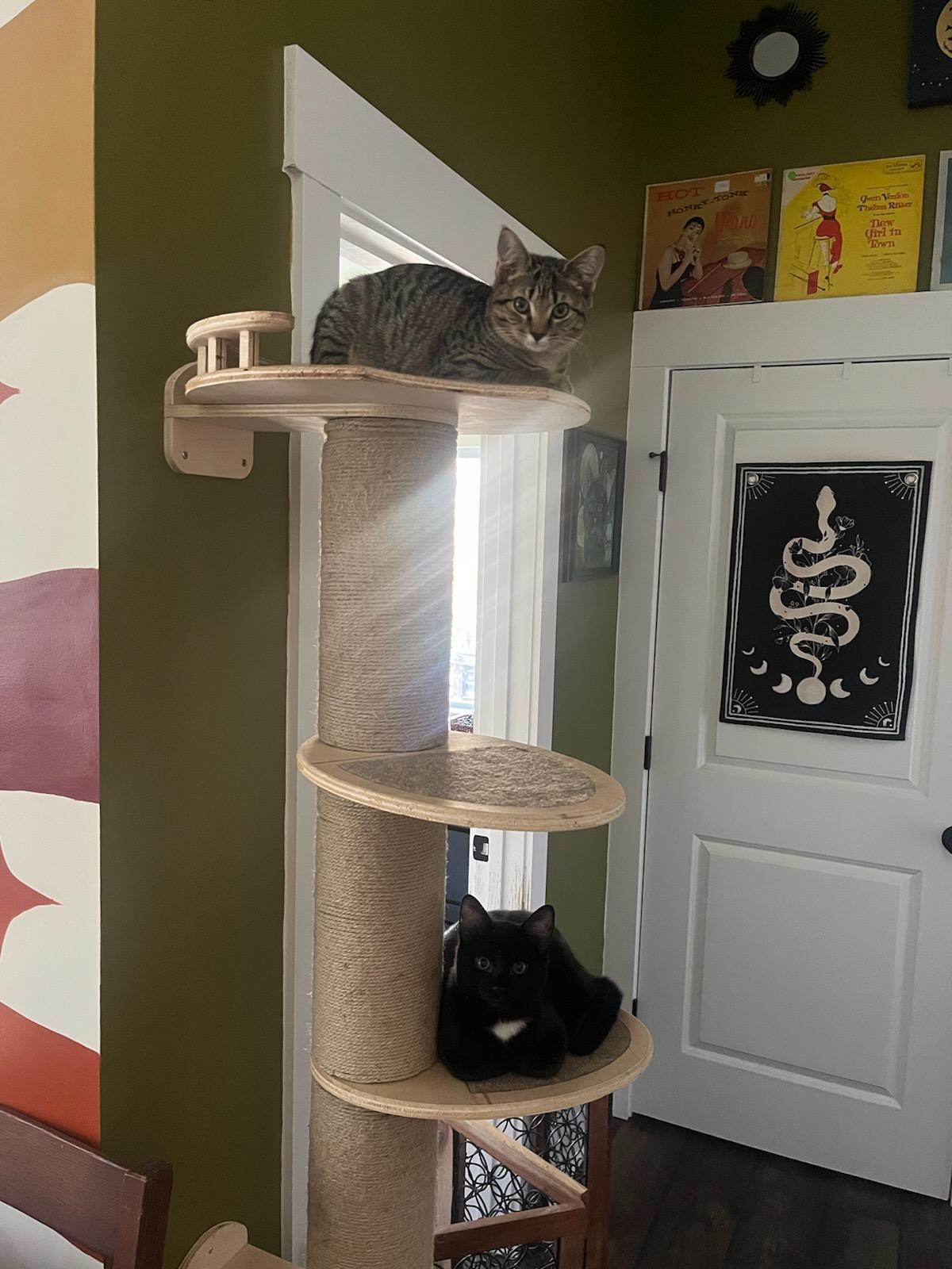 Enlarge Vader, a Adoptable Domestic Short Hair in Burgaw, NC image 3/5