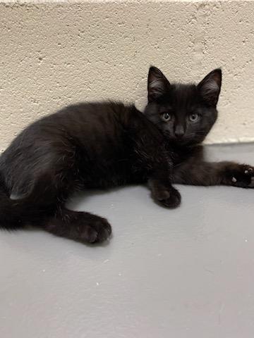 Enlarge Vader, a Adoptable Domestic Short Hair in Burgaw, NC image 2/2