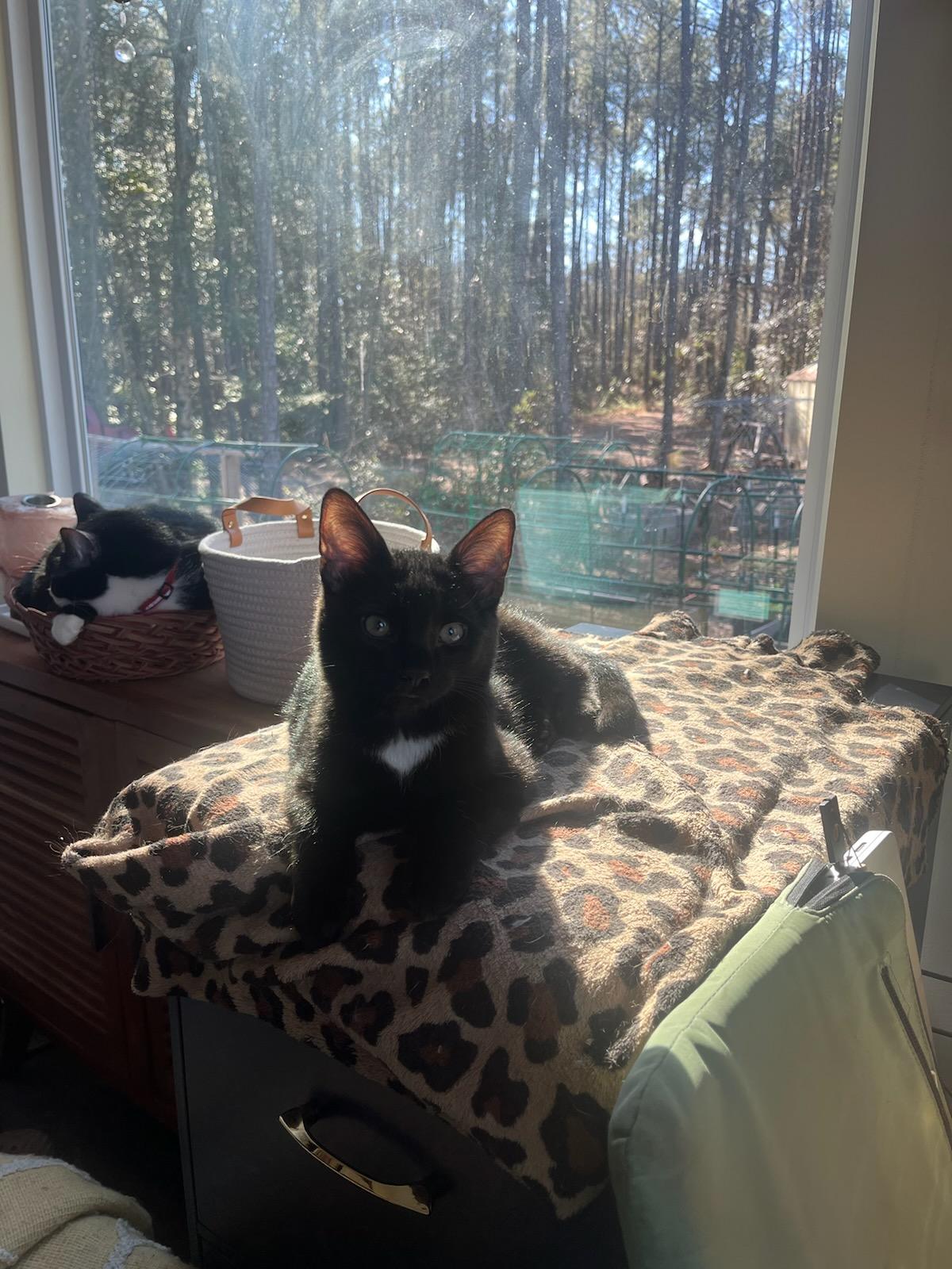 Enlarge Vader, a Adoptable Domestic Short Hair in Burgaw, NC image 1/5