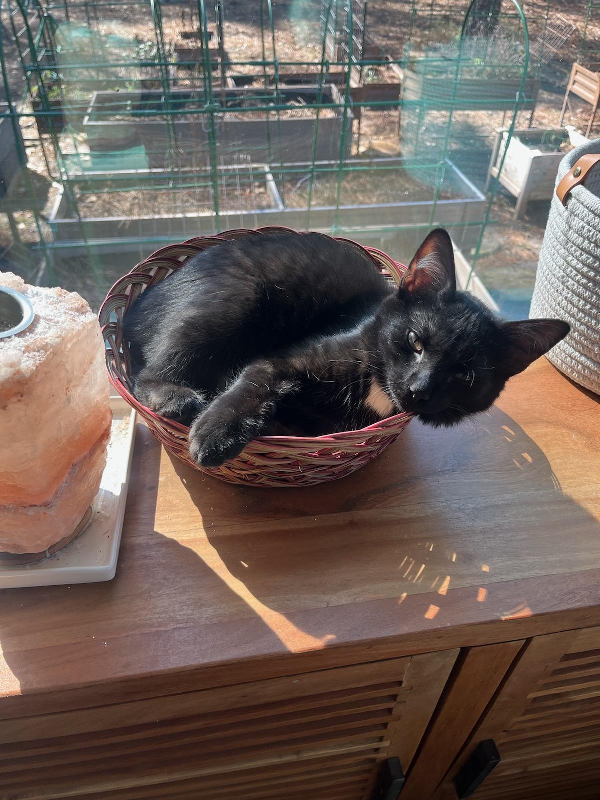 Enlarge Vader, a Adoptable Domestic Short Hair in Burgaw, NC image 2/5