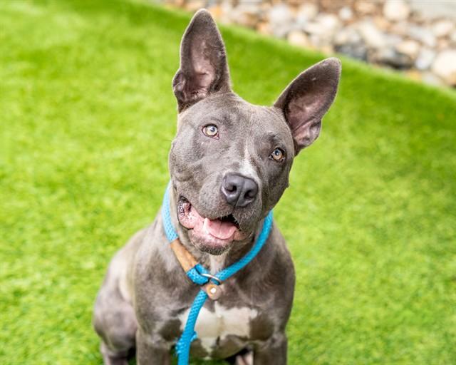 JAQUELINE, Adoptable, Young Female Pit Bull Terrier.