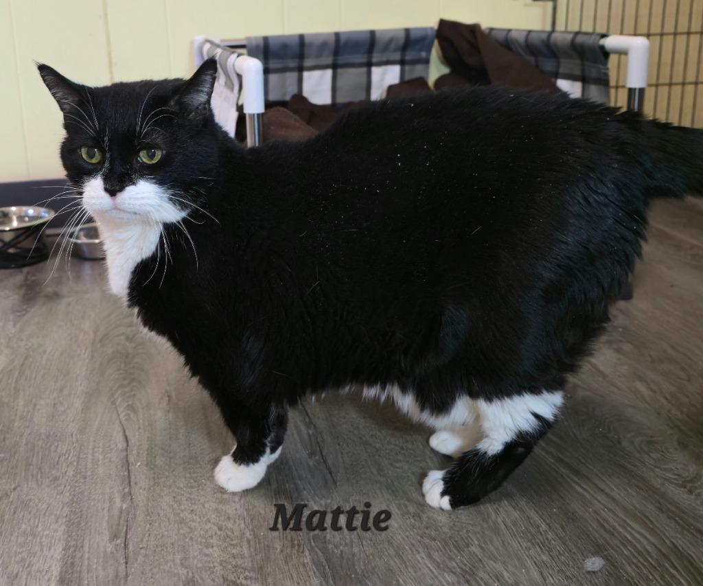 Mattie — thumbnail 2
