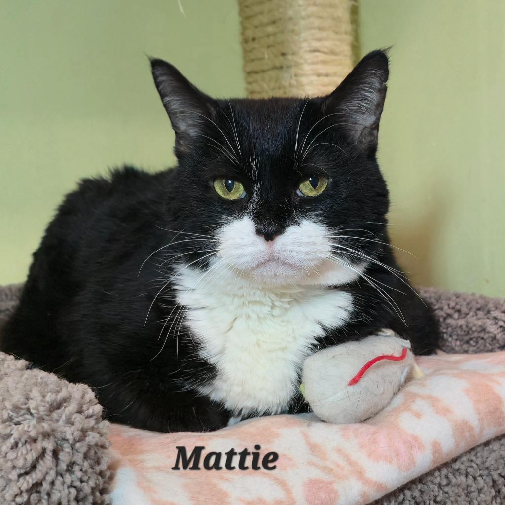 Mattie — thumbnail 3