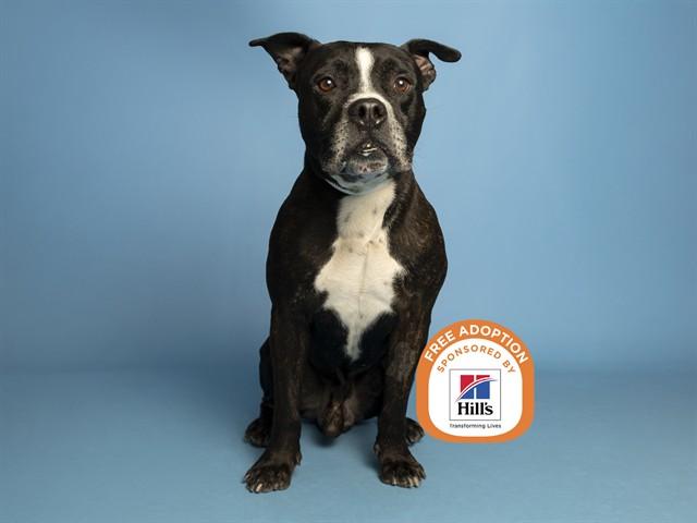 KODA, Adoptable, Adult Male Pit Bull Terrier.