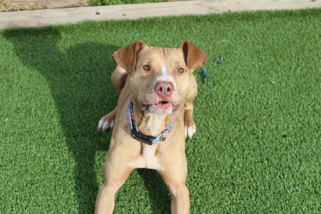 Oatie, a ADOPTABLE Pit Bull Terrier in Chestertown, MD image 4/4