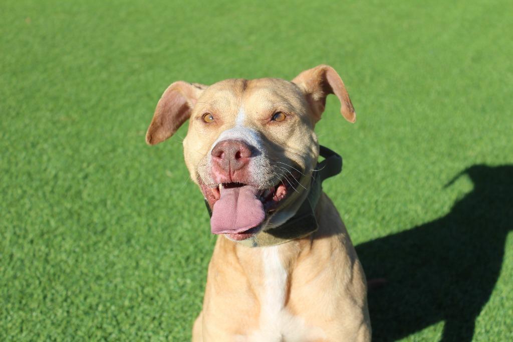 Oatie, a ADOPTABLE Pit Bull Terrier in Chestertown, MD image 1/4