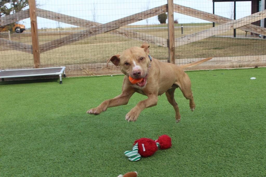 Oatie, a ADOPTABLE Pit Bull Terrier in Chestertown, MD image 3/4