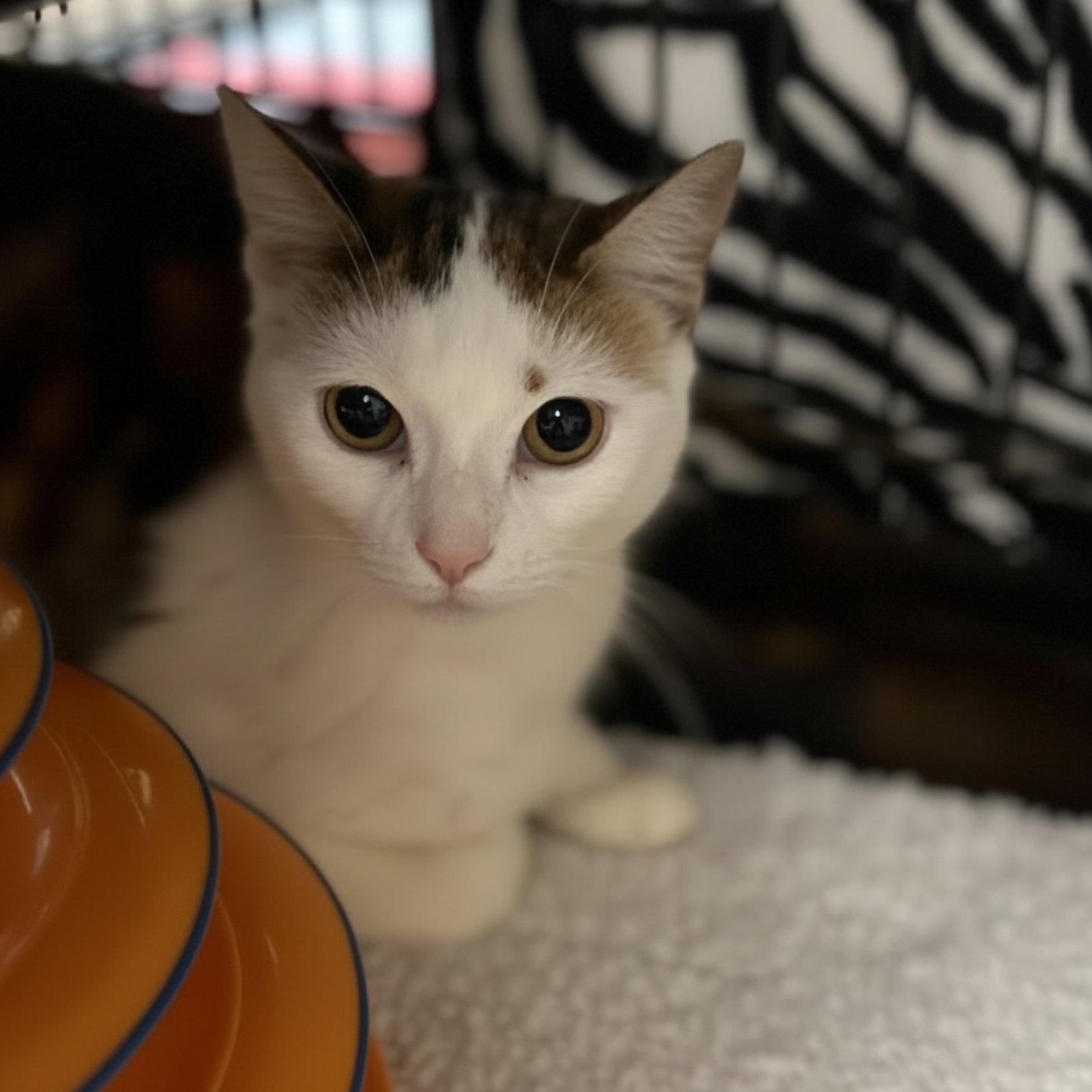 Marigold, Adopted, Young Female Domestic Short Hair.