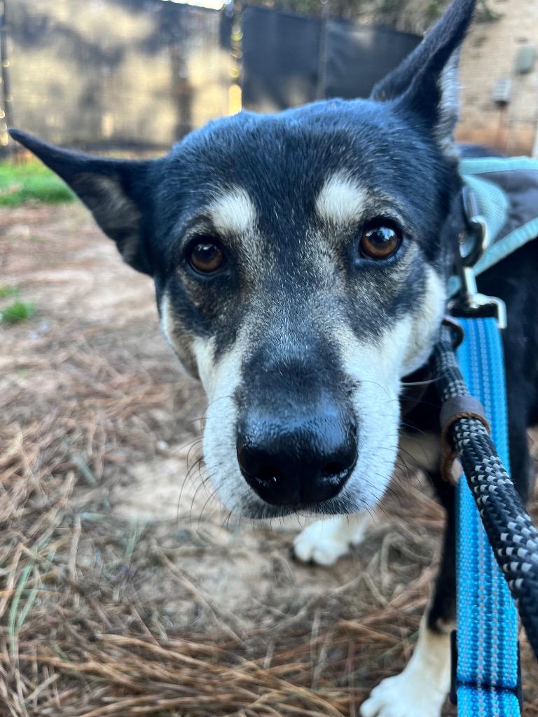 Riley, Adopted, Adult Male Mixed Breed.