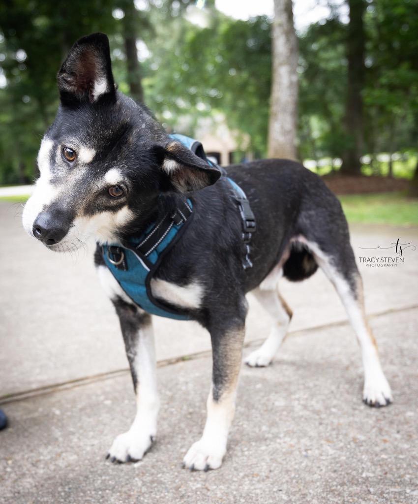 Enlarge Riley, a Adopted mixed breed in CONROE, TX image 2/4