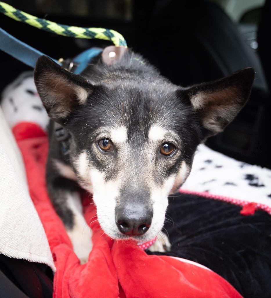 Enlarge Riley, a Adopted mixed breed in CONROE, TX image 3/4