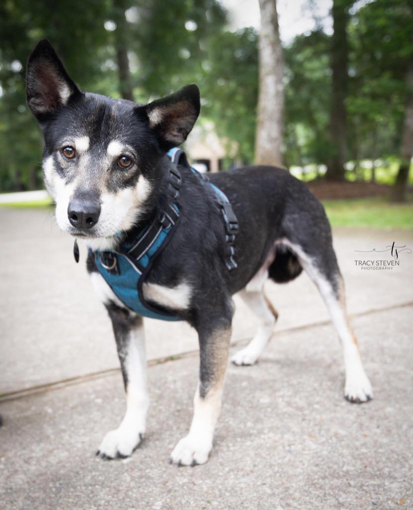 Enlarge Riley, a Adopted mixed breed in CONROE, TX image 4/4