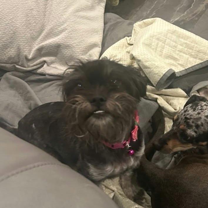 Lainey *Arriving 10/24* D12817, Adoptable, Adult Female Schnauzer & Maltese.