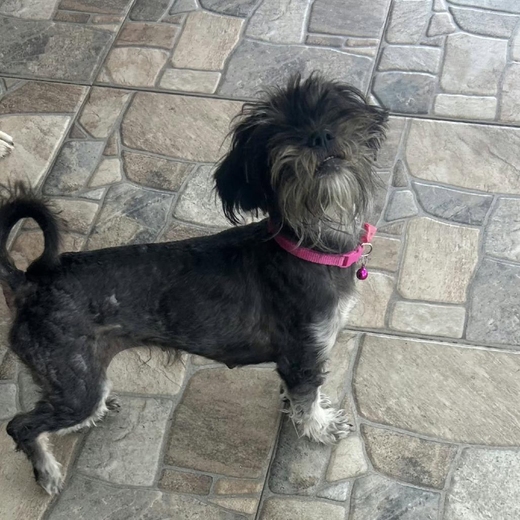 Enlarge Lainey *Arriving 10/24* D12817, a Adoptable mixed breed in Princeton, MN image 2/6