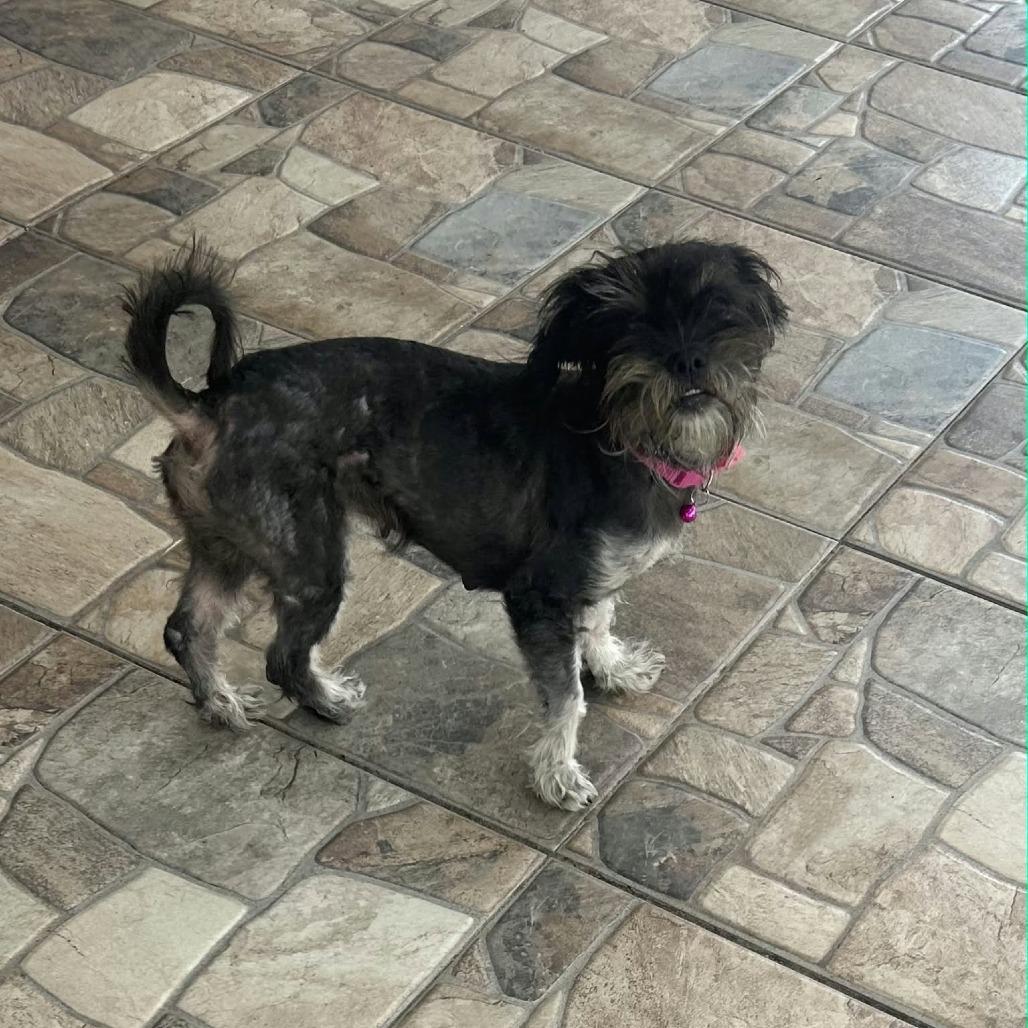 Enlarge Lainey *Arriving 10/24* D12817, a Adoptable mixed breed in Princeton, MN image 3/6
