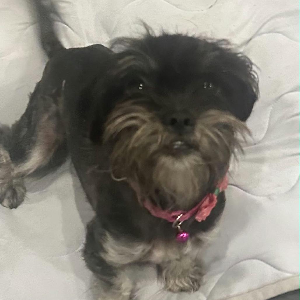 Enlarge Lainey *Arriving 10/24* D12817, a Adoptable mixed breed in Princeton, MN image 4/6