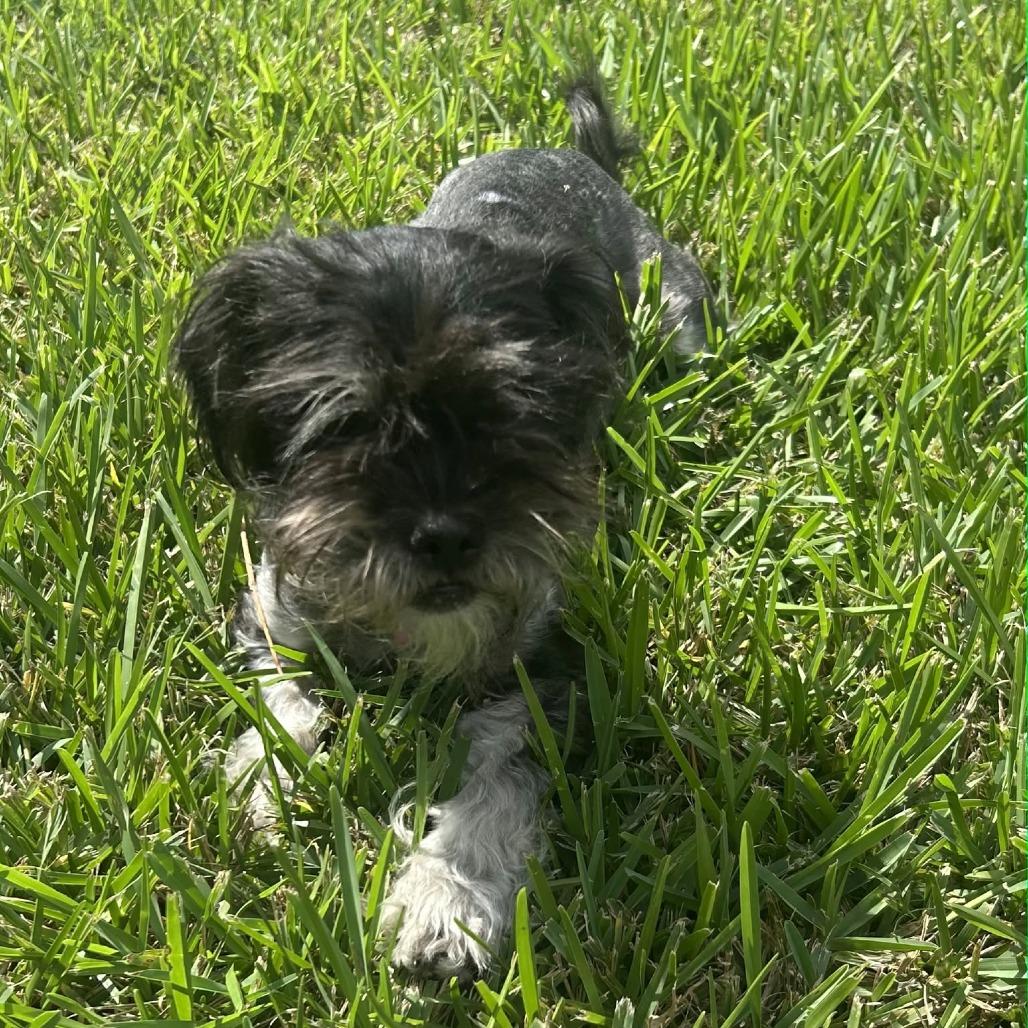 Enlarge Lainey *Arriving 10/24* D12817, a Adoptable mixed breed in Princeton, MN image 5/6