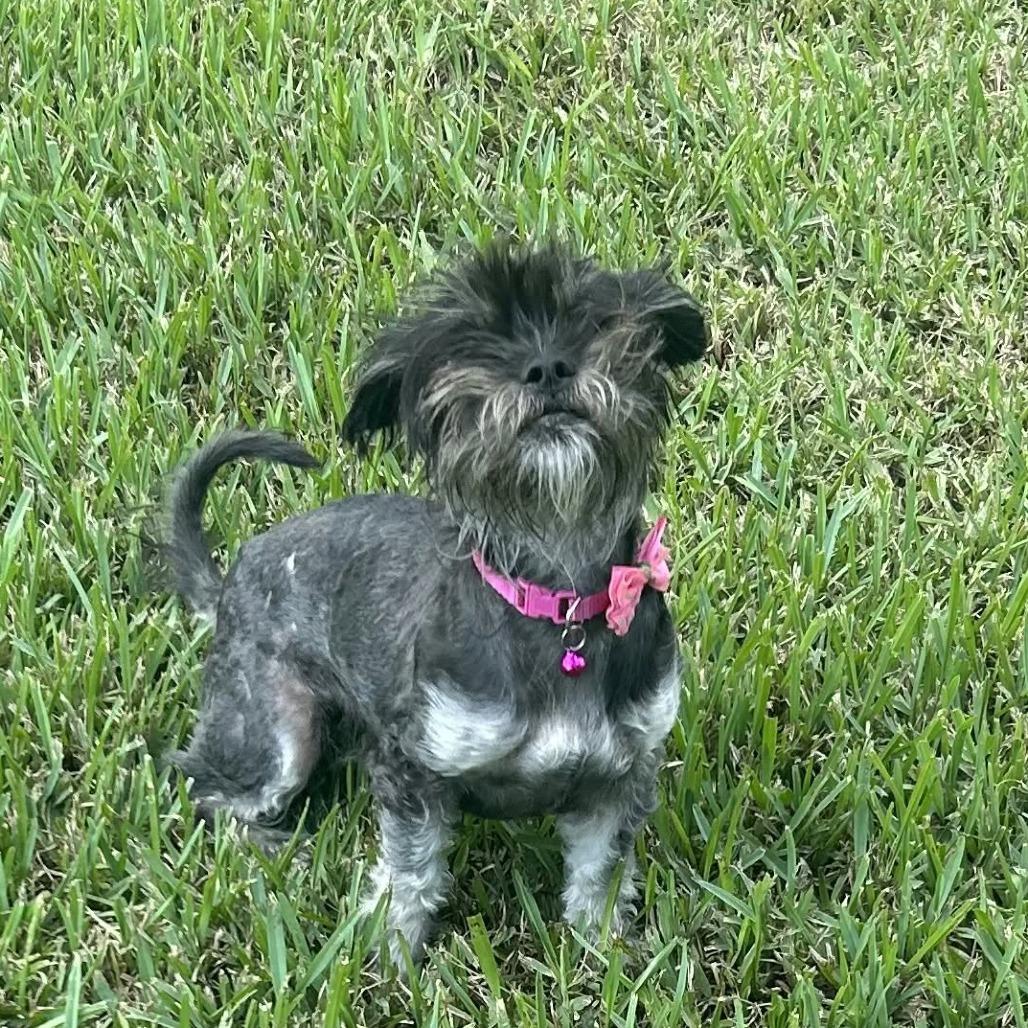 Enlarge Lainey *Arriving 10/24* D12817, a Adoptable mixed breed in Princeton, MN image 6/6