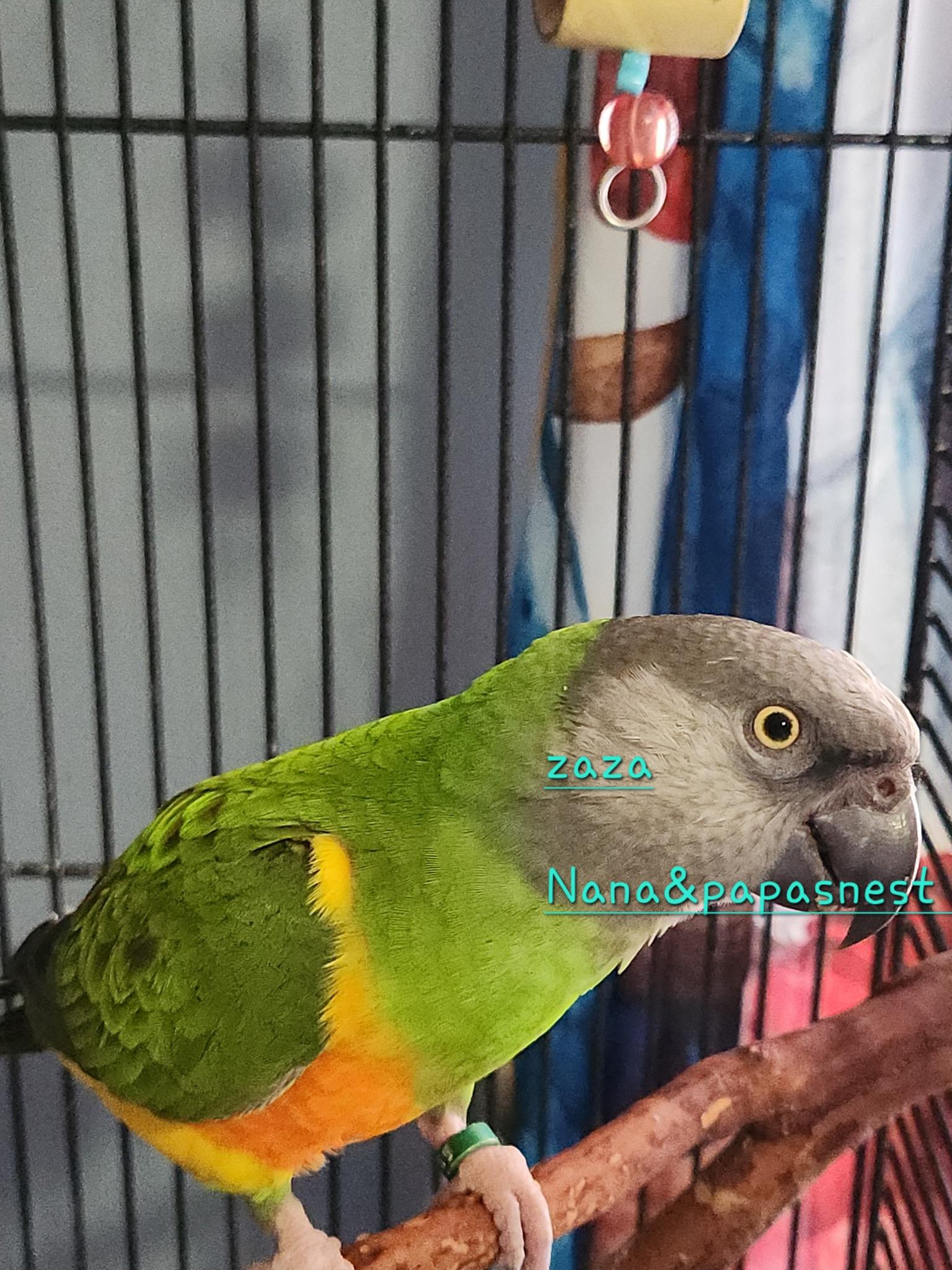 Zaza, ADOPTABLE, Adult Male Parrot (Other).
