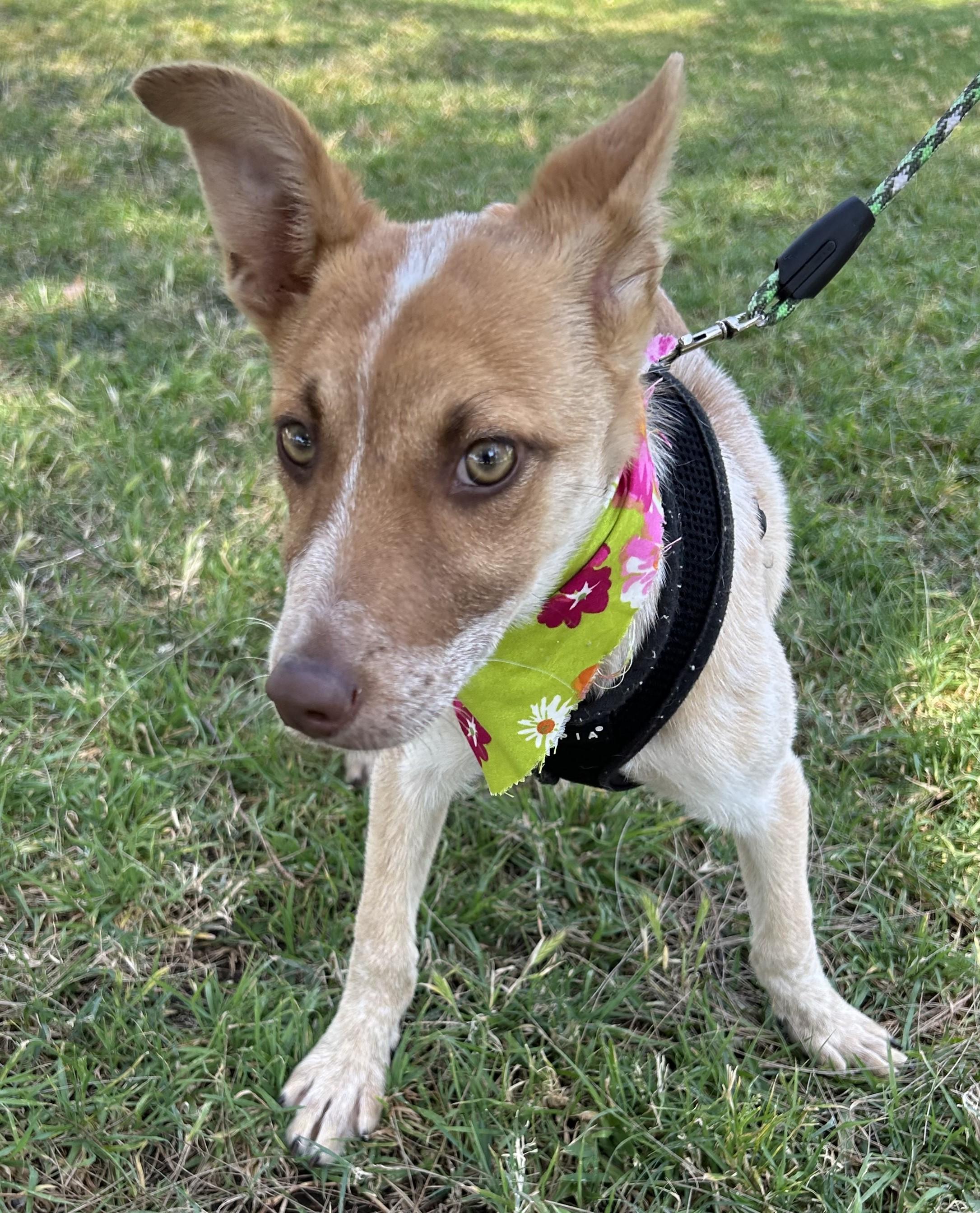 CHELSEY, a ADOPTABLE mixed breed in Bell Gardens, CA image 1/6