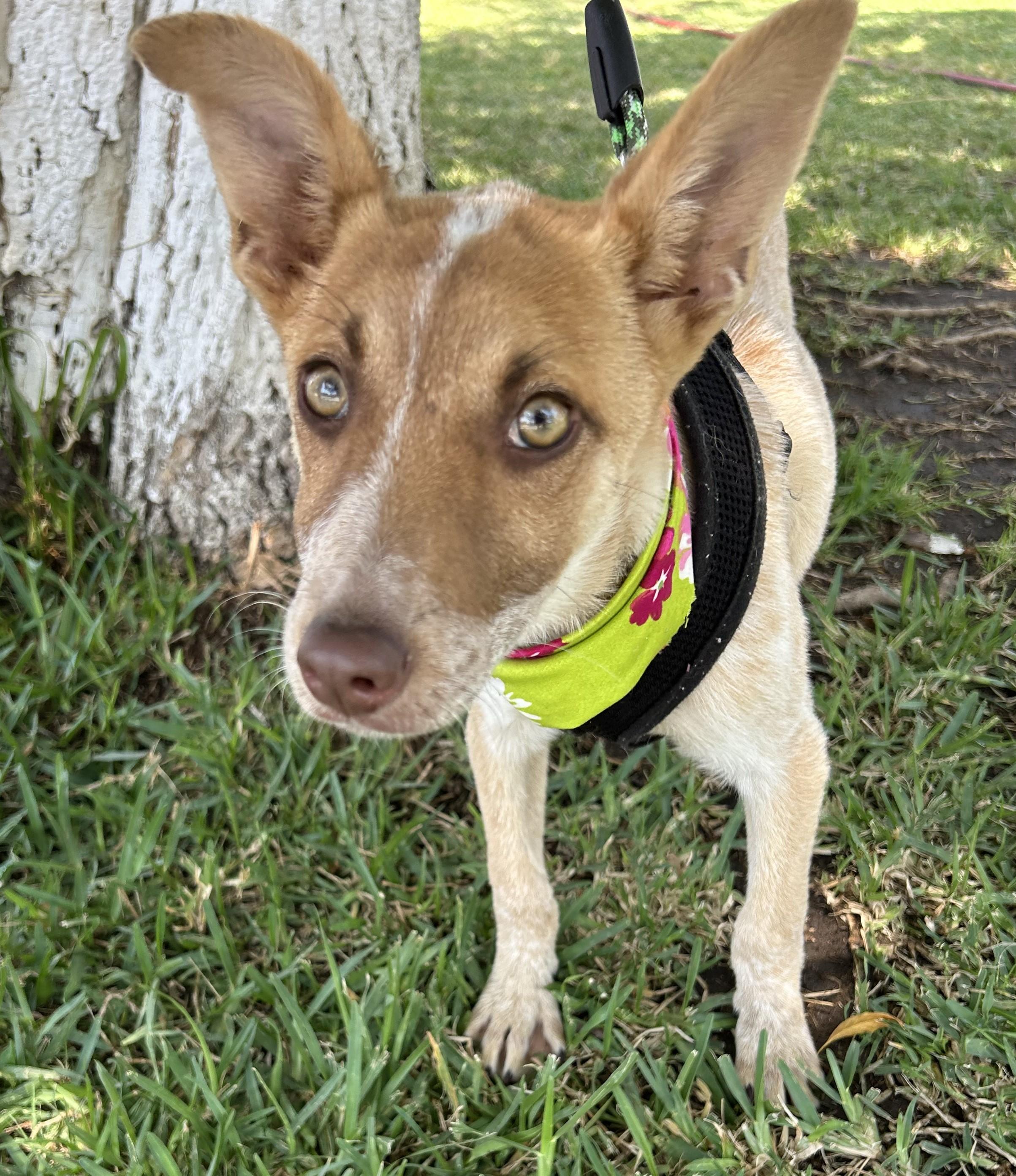 CHELSEY, a ADOPTABLE mixed breed in Bell Gardens, CA image 2/6