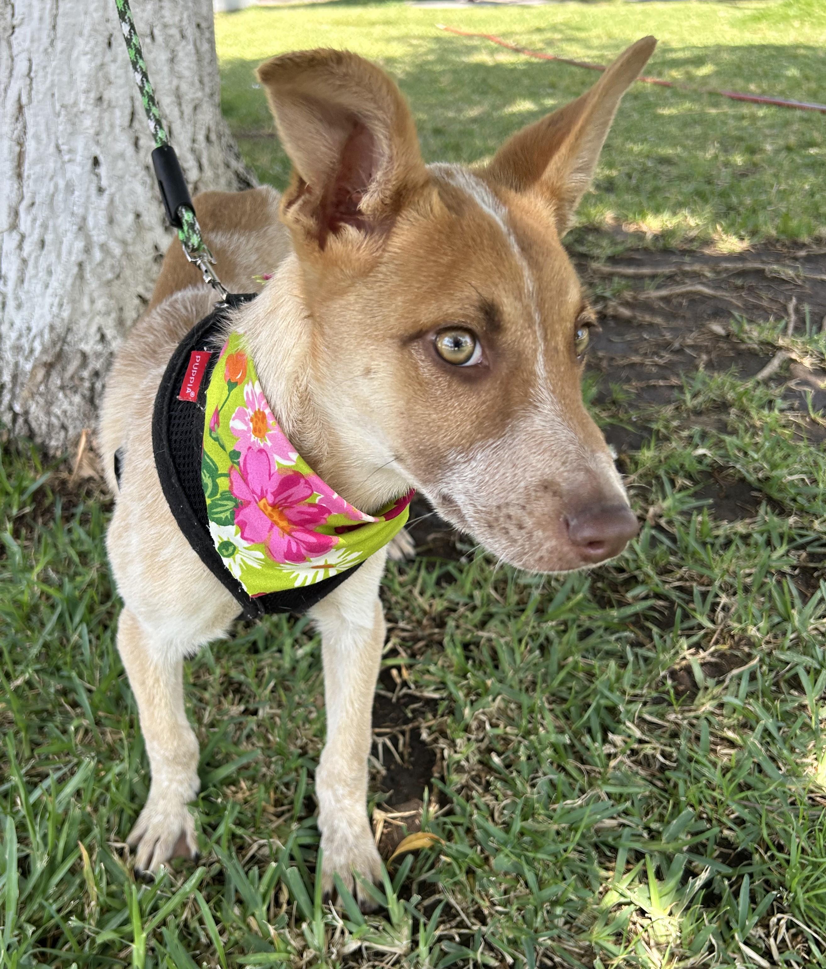 CHELSEY, a ADOPTABLE mixed breed in Bell Gardens, CA image 5/6