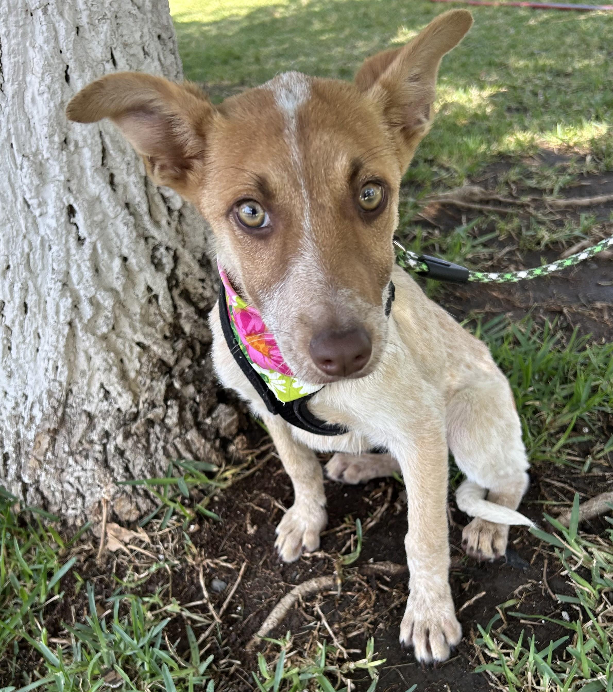 CHELSEY, a ADOPTABLE mixed breed in Bell Gardens, CA image 4/6
