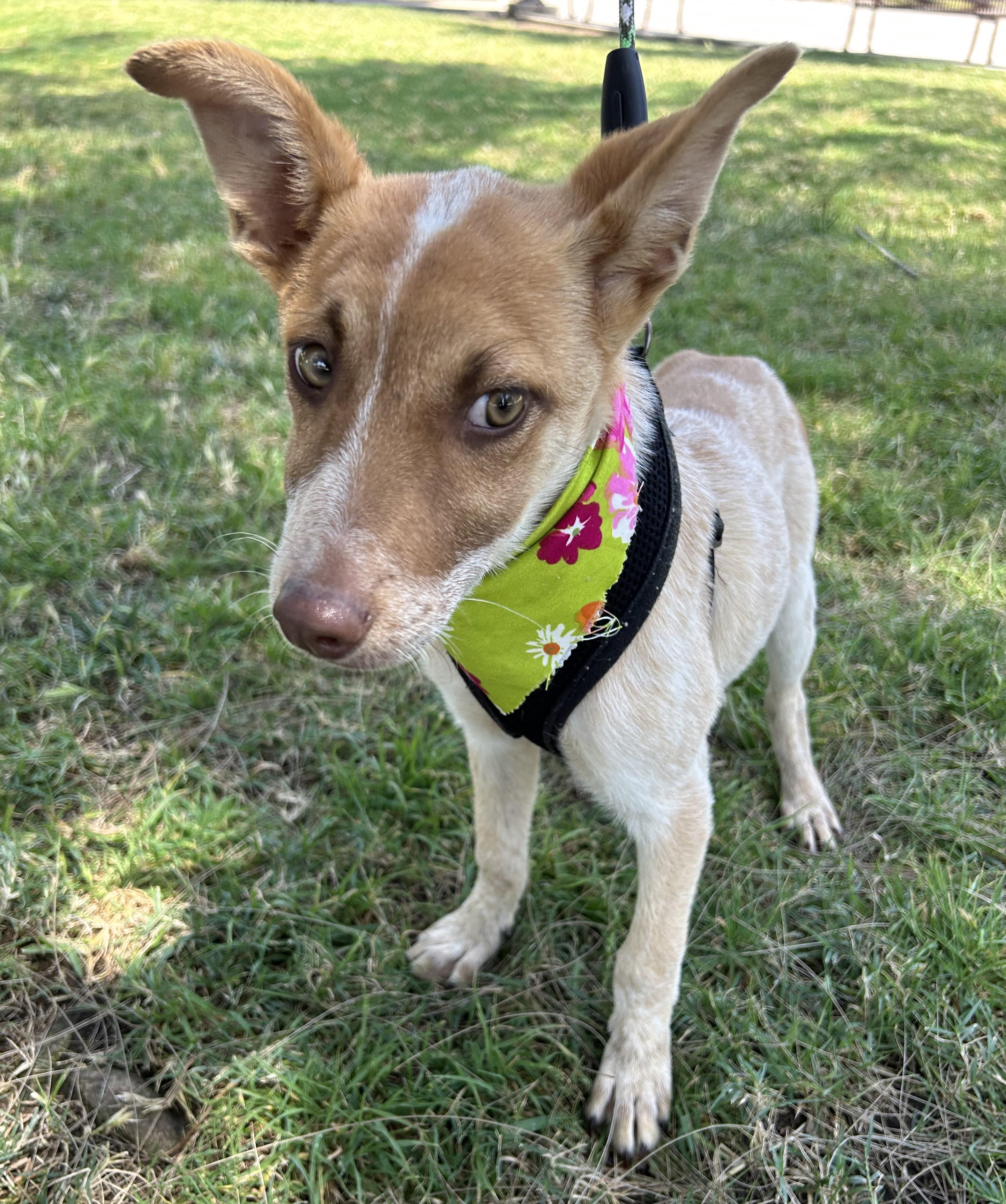 CHELSEY, a ADOPTABLE mixed breed in Bell Gardens, CA image 6/6