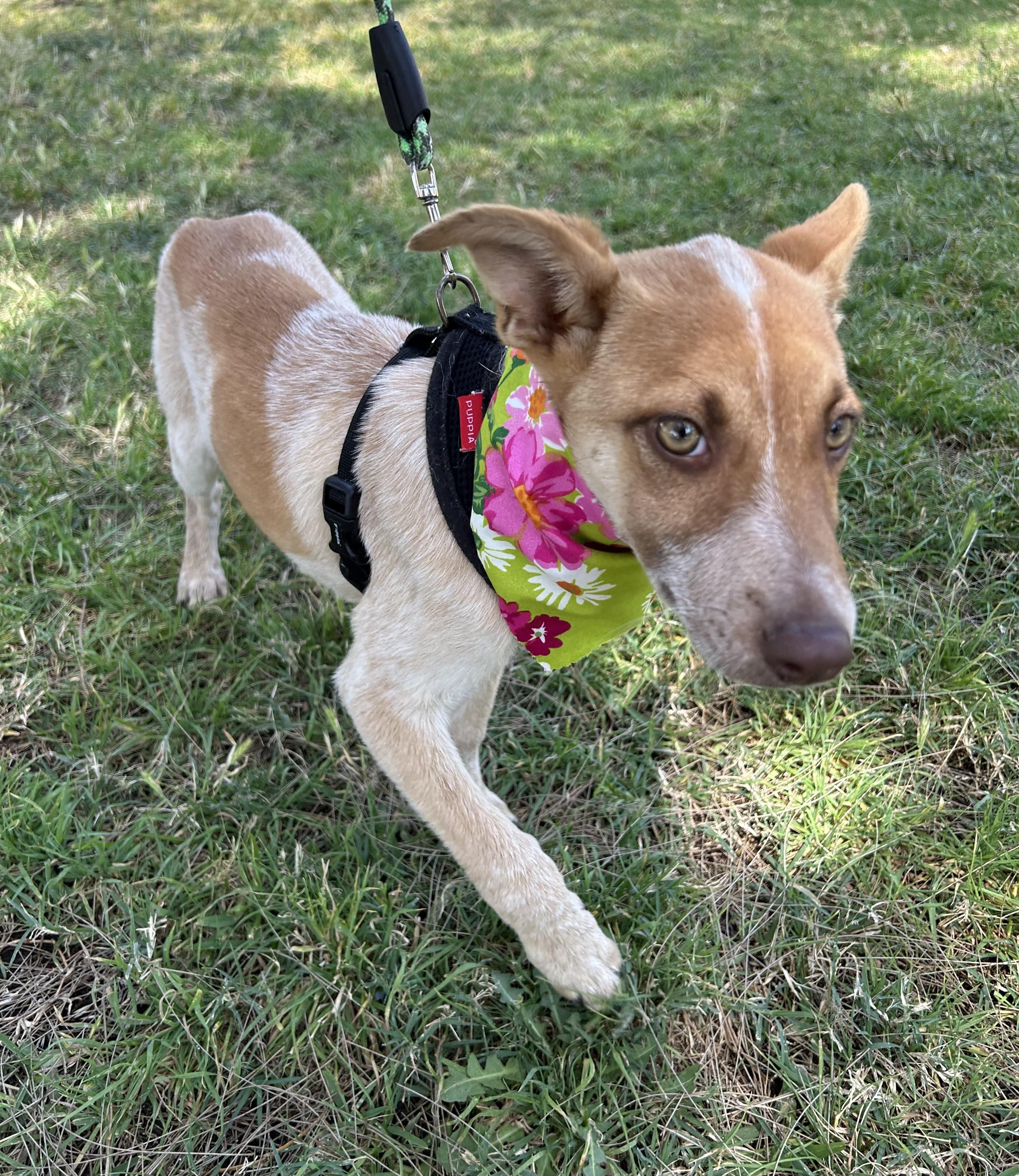 CHELSEY, a ADOPTABLE mixed breed in Bell Gardens, CA image 3/6