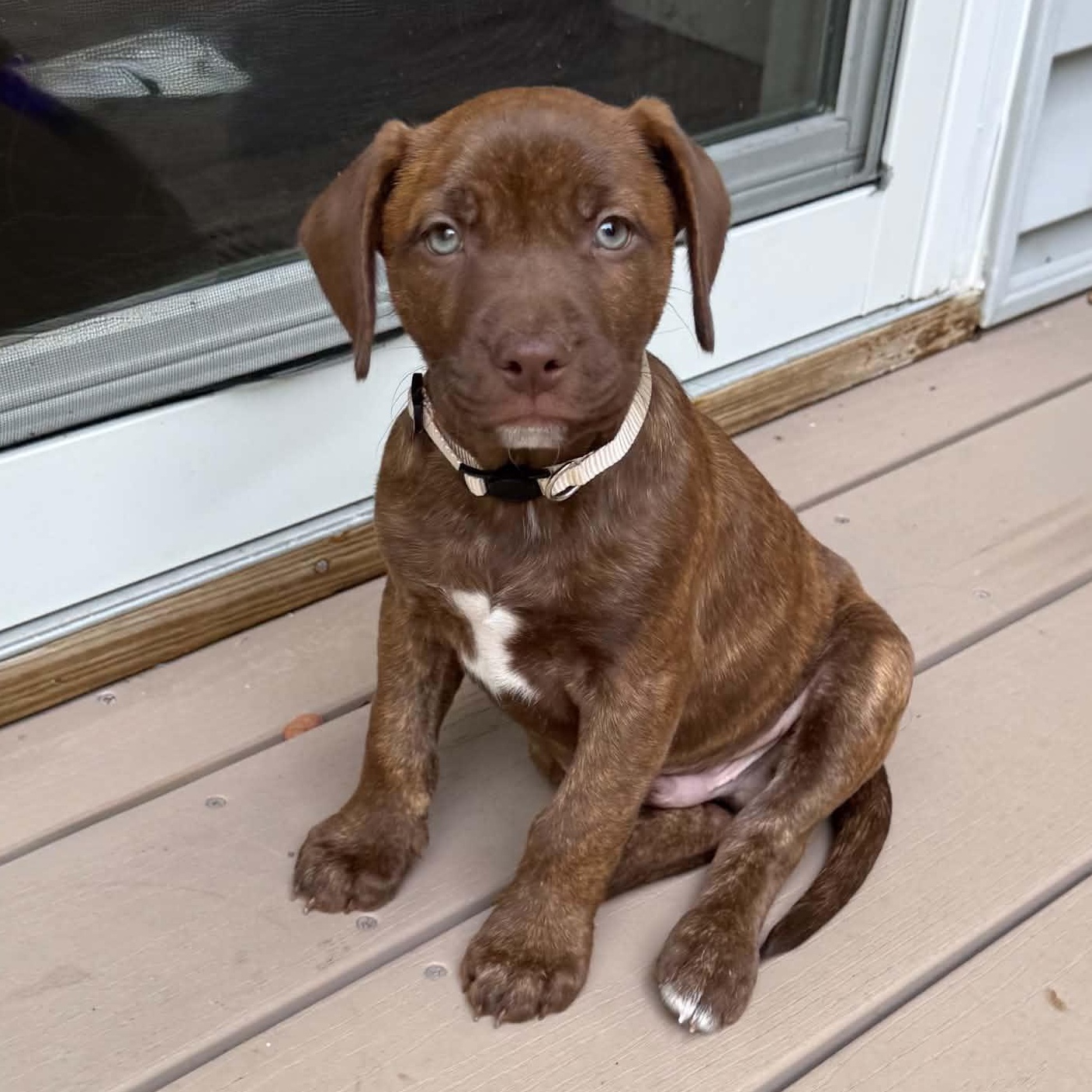 Zuma, Adoptable, Puppy Male Pointer & Pit Bull Terrier.