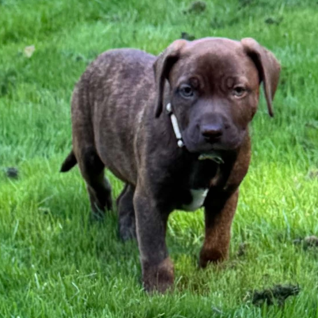 Enlarge Zuma, a Adoptable mixed breed in Brockport, NY image 5/5
