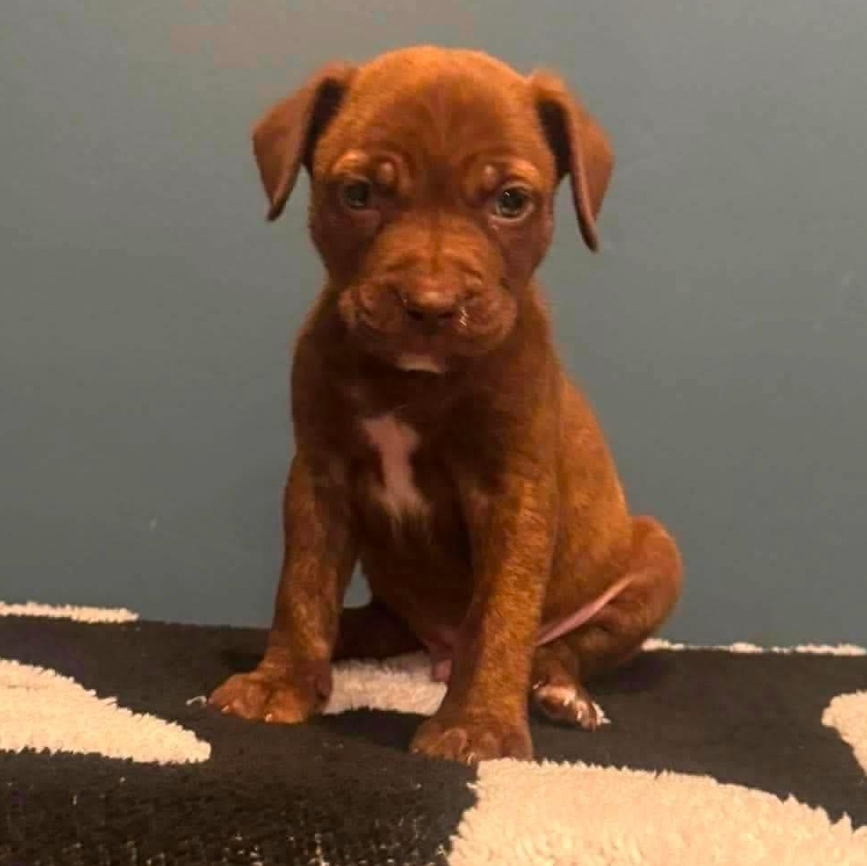 Enlarge Zuma, a Adoptable mixed breed in Brockport, NY image 4/5