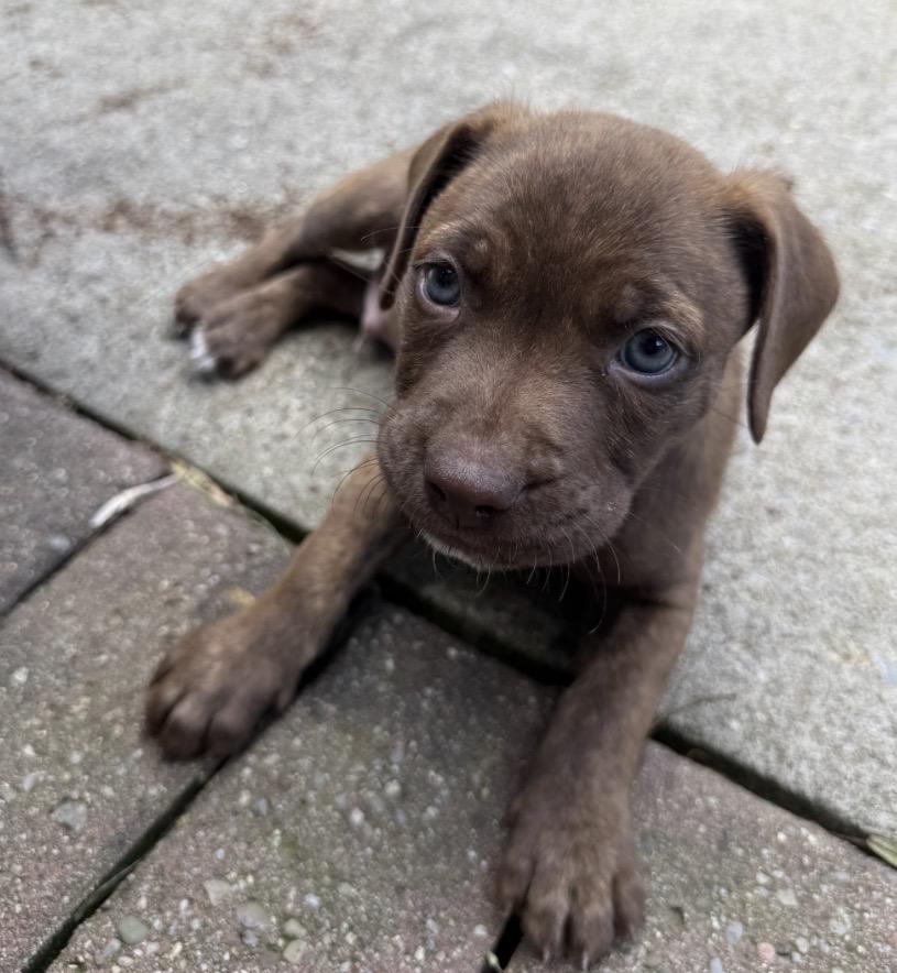 Enlarge Zuma, a Adoptable mixed breed in Brockport, NY image 2/5