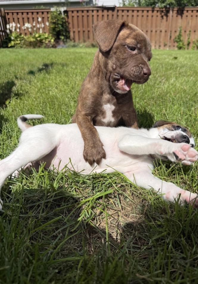 Enlarge Zuma, a Adoptable mixed breed in Brockport, NY image 3/5