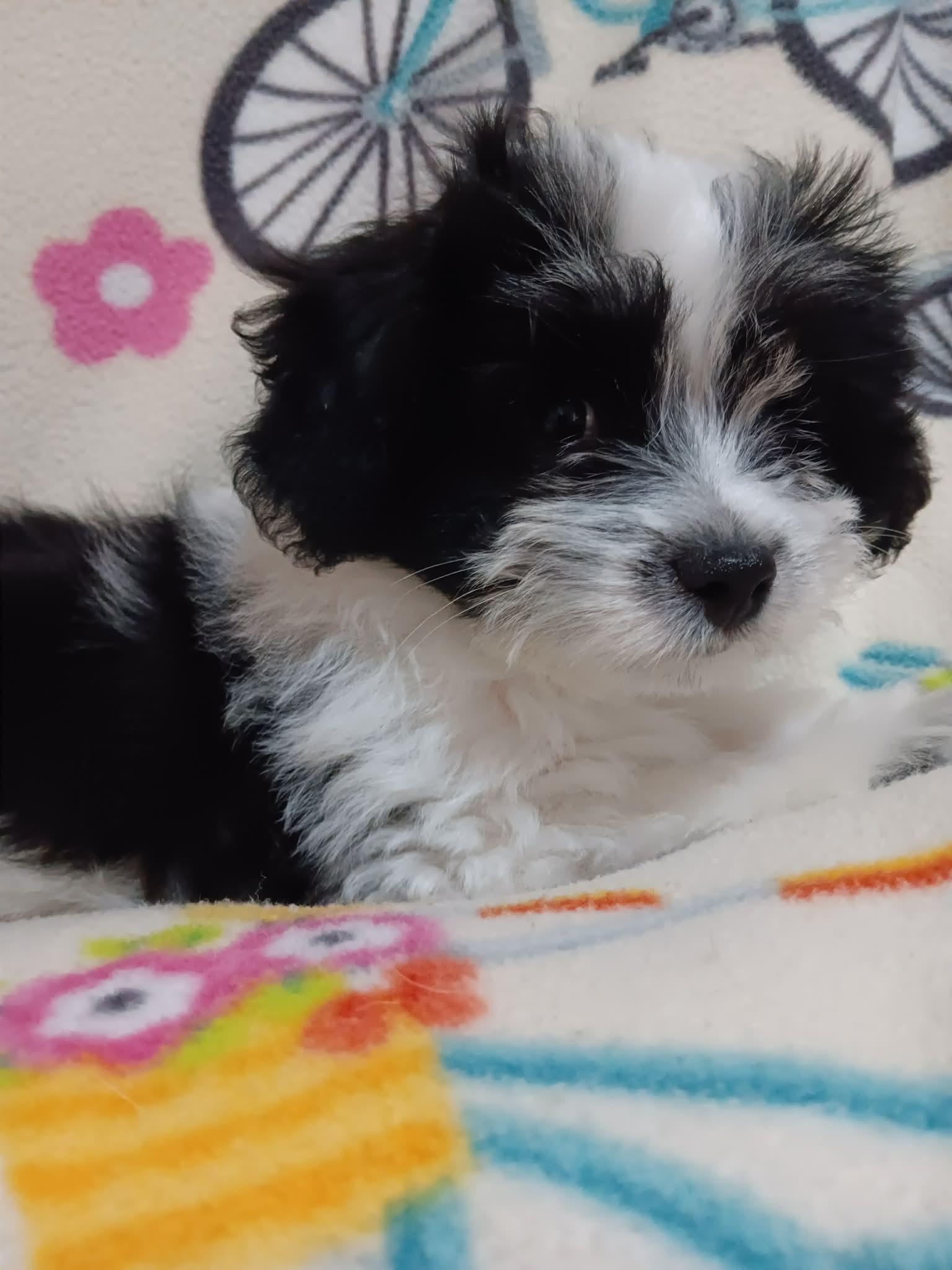 Enlarge Rangoon, a ADOPTABLE Shih Tzu in Heiskell, TN image 1/4