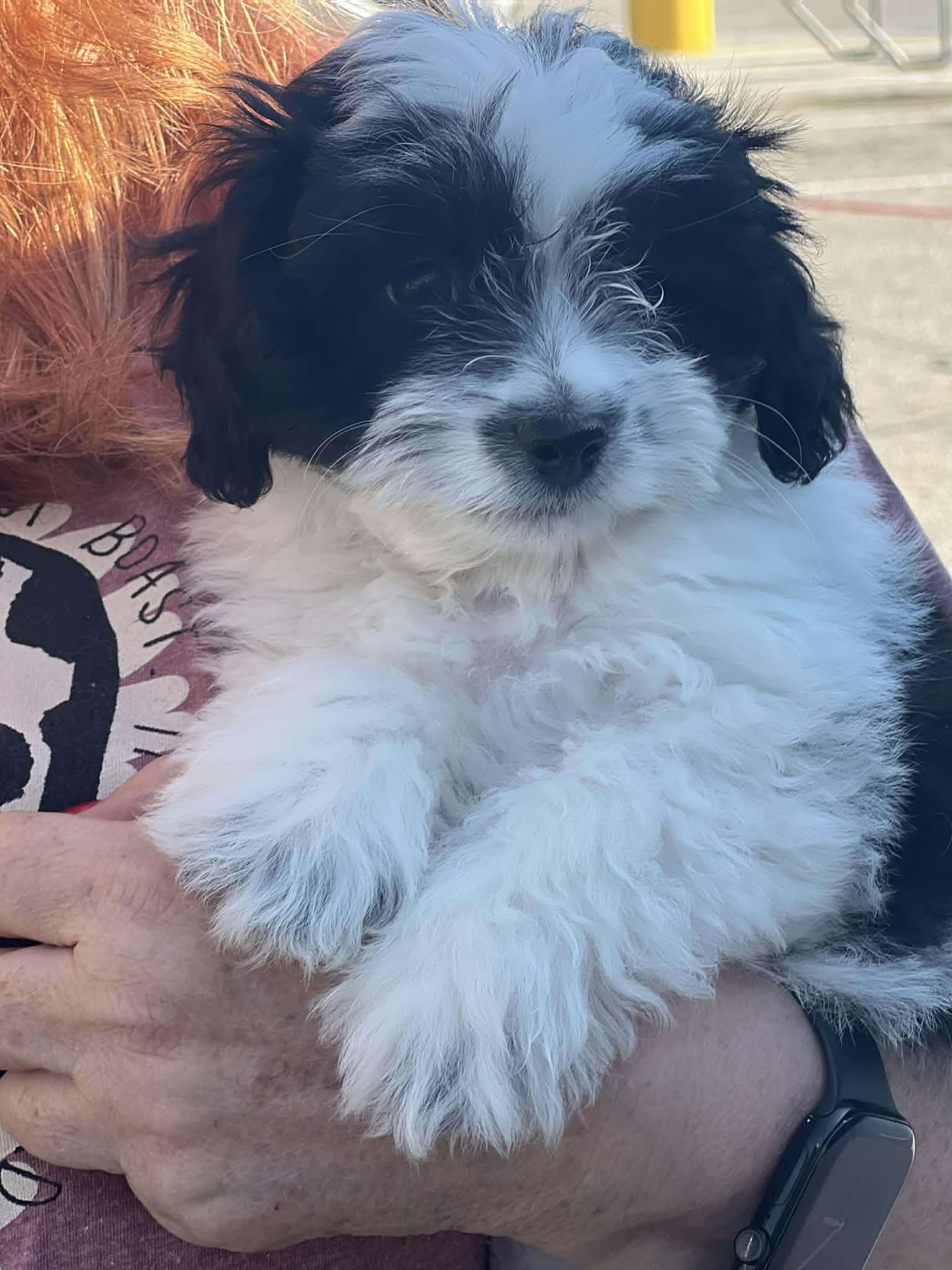 Enlarge Rangoon, a ADOPTABLE Shih Tzu in Heiskell, TN image 3/4