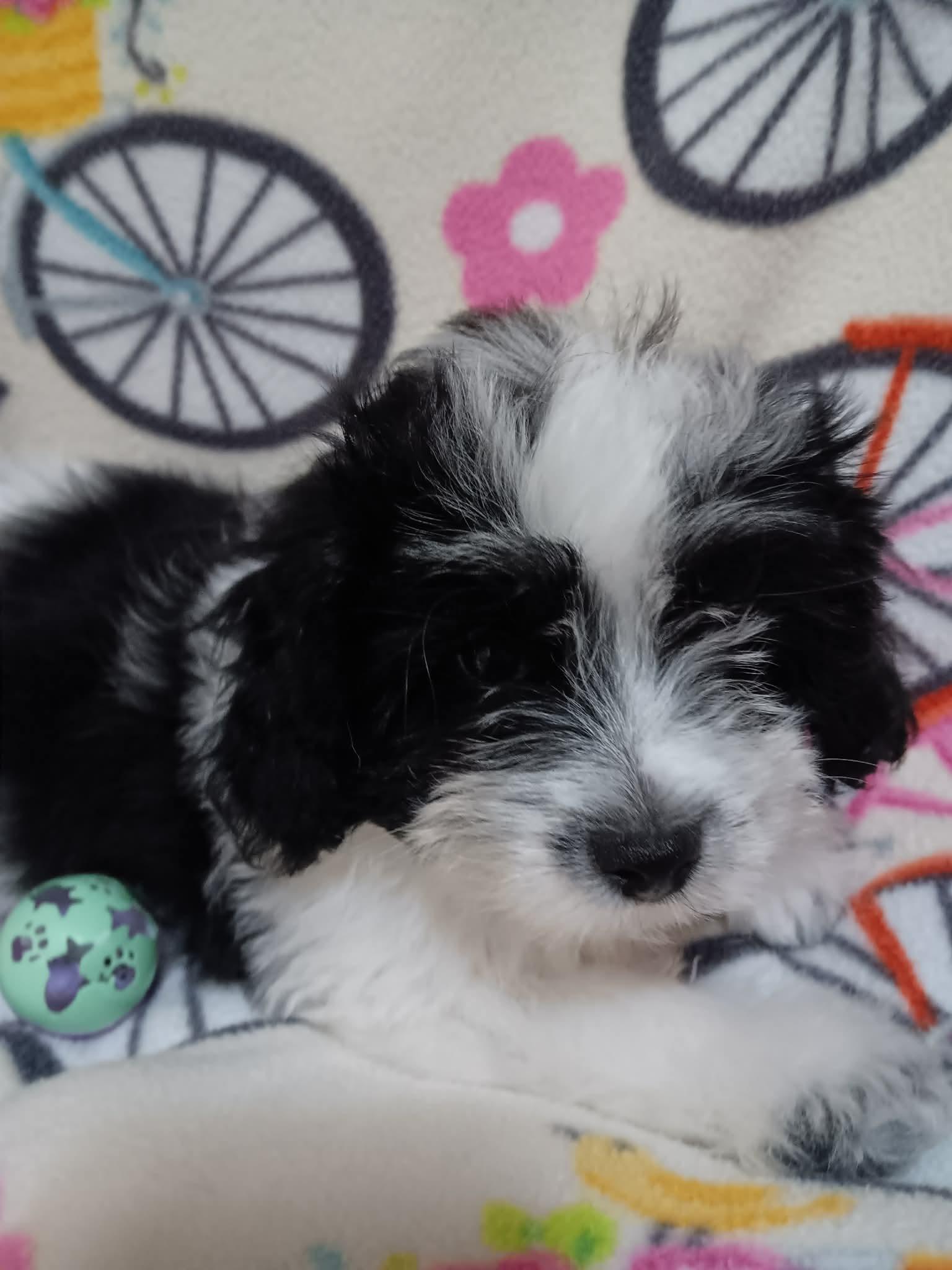 Enlarge Rangoon, a ADOPTABLE Shih Tzu in Heiskell, TN image 2/4