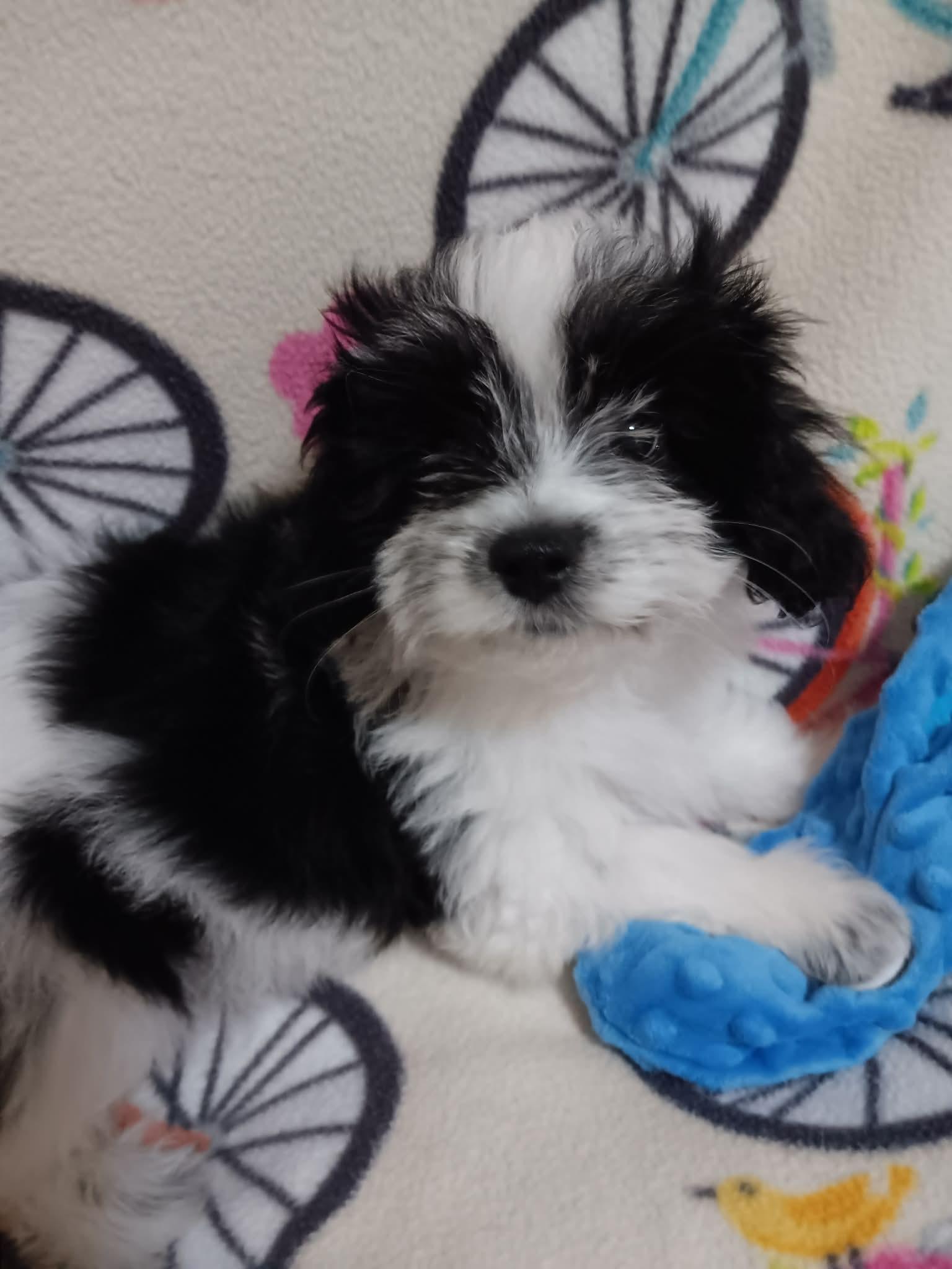 Enlarge Rangoon, a ADOPTABLE Shih Tzu in Heiskell, TN image 4/4