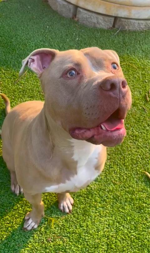 Seven -Sweet, adorable, adoptable, Adult Male Pit Bull Terrier.