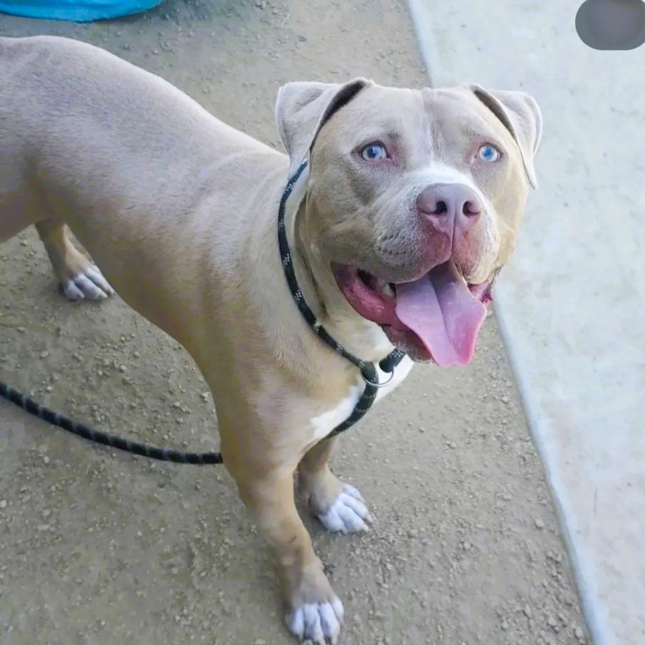 Seven -Sweet, adorable, an adoptable mixed breed in Long Beach, CA image 5/6