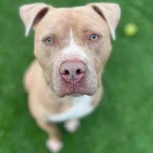 Seven -Sweet, adorable, an adoptable mixed breed in Long Beach, CA image 2/6