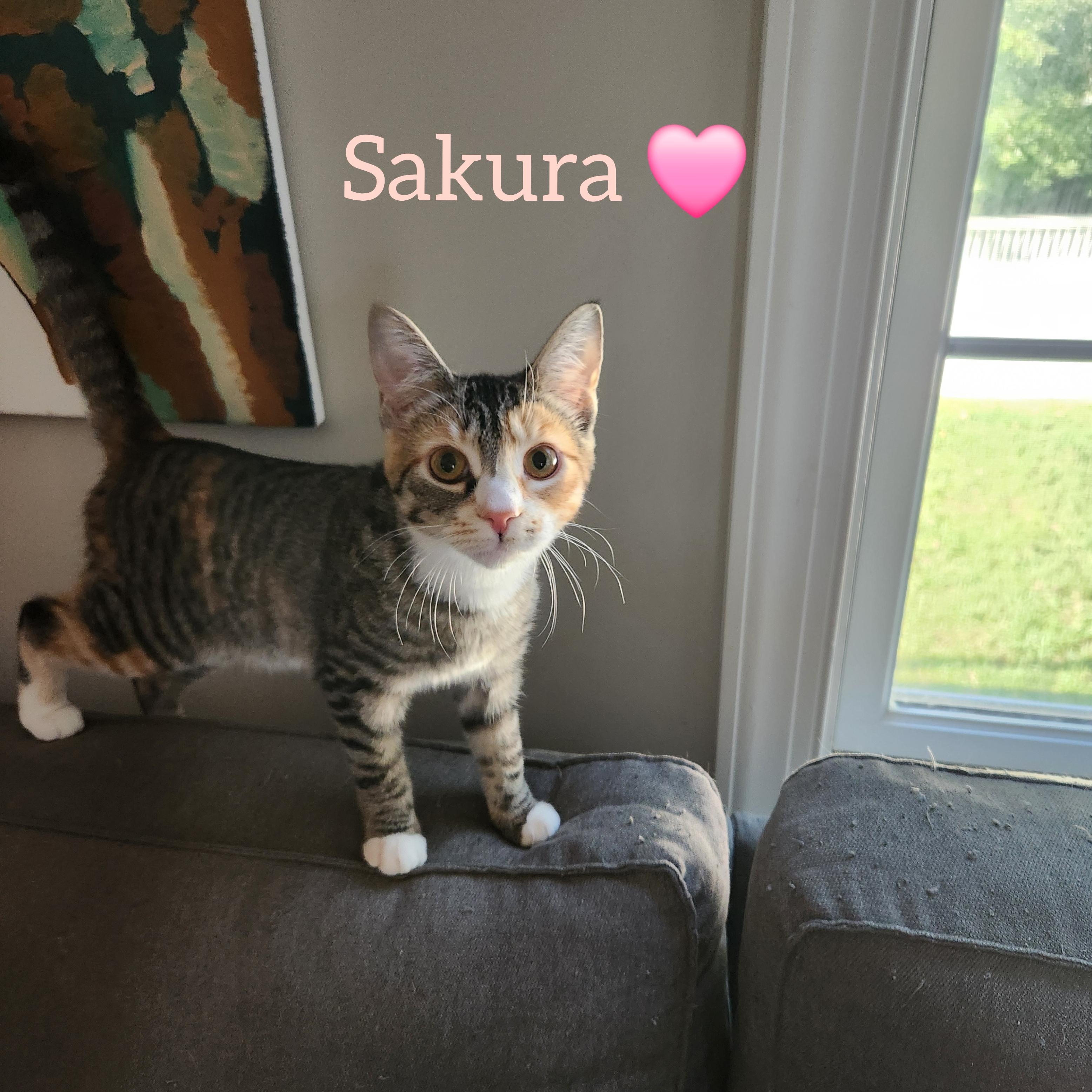 Sakura (Japanese Litter)