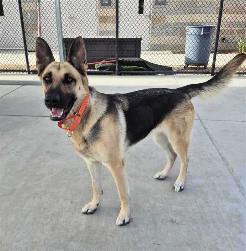 Ahoy-Hoy, Adoptable, Adult Female German Shepherd Dog.