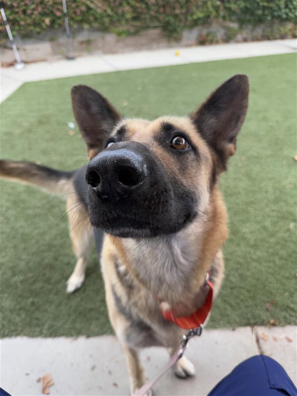 Enlarge Ahoy-Hoy, a Adopted German Shepherd Dog in Elk Grove, CA image 2/3