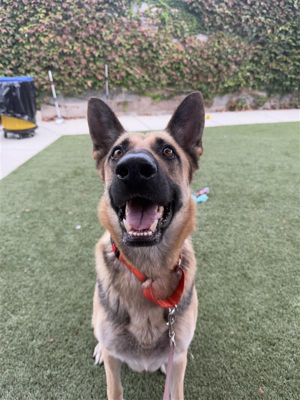 Enlarge Ahoy-Hoy, a Adopted German Shepherd Dog in Elk Grove, CA image 3/3