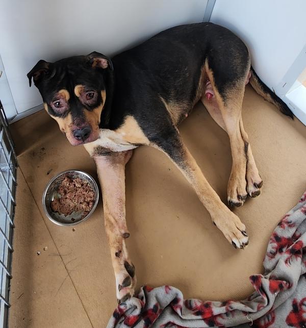 Enlarge Bob, a Adoptable mixed breed in Cleveland, TN image 1/1